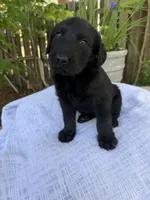 CKC Black Female, a female Labradoodle for sale in Savannah, GA – Photo 3 of 9