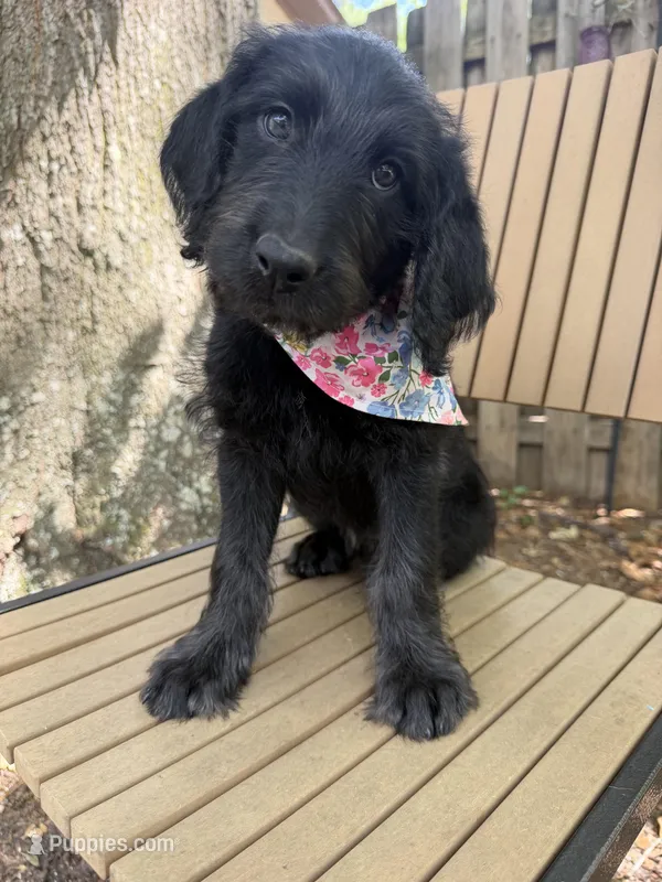 CKC Black Female – Labradoodle puppy for sale in Savannah, GA