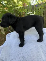 CKC Black Female, a female Labradoodle for sale in Savannah, GA – Photo 4 of 9