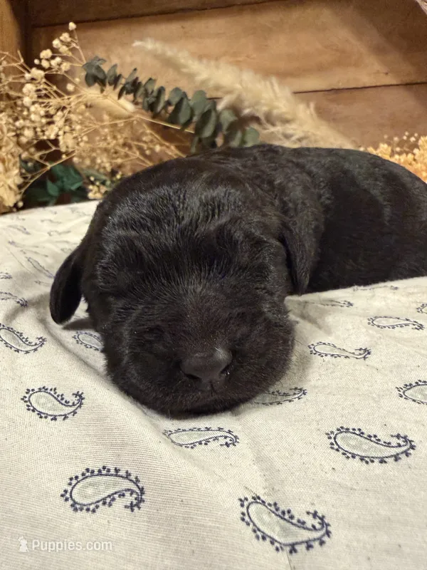 CKC Black Female – Labradoodle puppy for sale in Savannah, GA