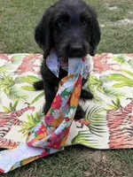 CKC Black Female, a female Labradoodle for sale in Savannah, GA – 2 of 9