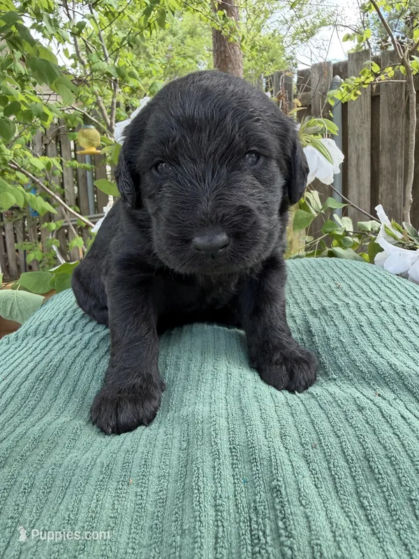 CKC Black Female – Labradoodle puppy for sale in Savannah, GA