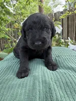 CKC Black Female, a female Labradoodle for sale in Savannah, GA – Photo 1 of 5