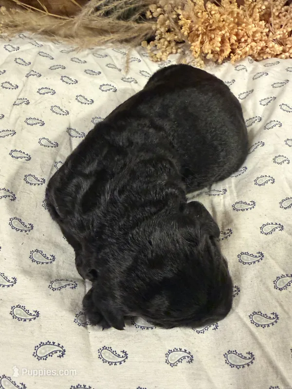 CKC Black Female – Labradoodle puppy for sale in Savannah, GA