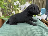 CKC Black Female, a female Labradoodle for sale in Savannah, GA – Photo 2 of 5