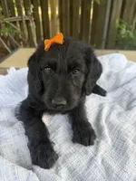 CKC Black Female, a female Labradoodle for sale in Savannah, GA – Photo 1 of 9
