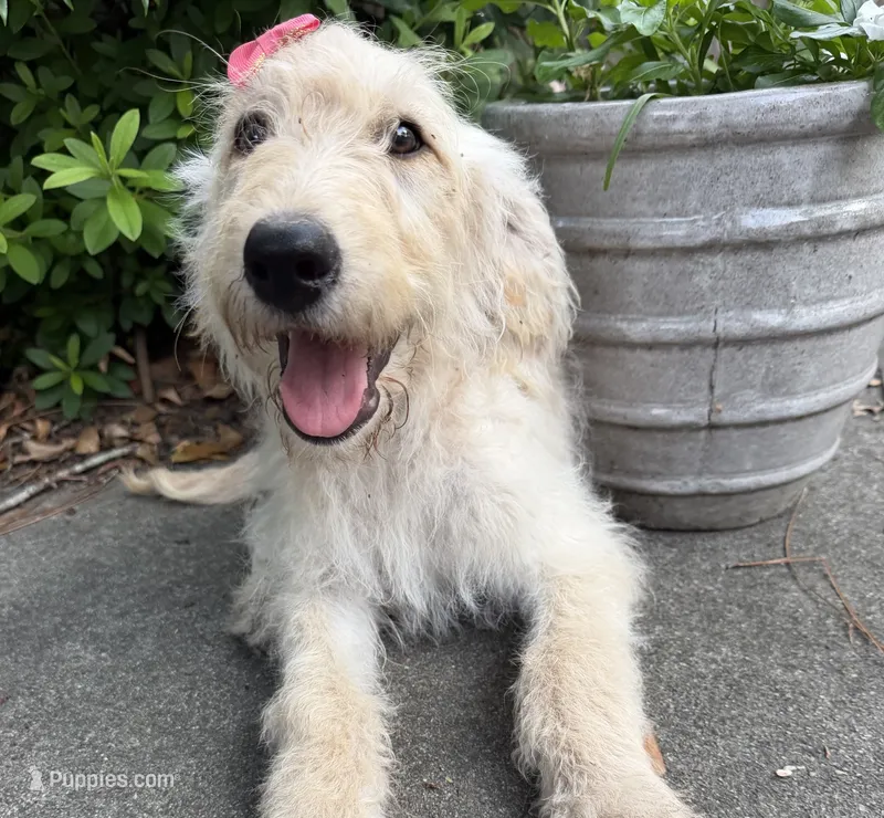 CKC Cream Female – Labradoodle puppy for sale in Savannah, GA