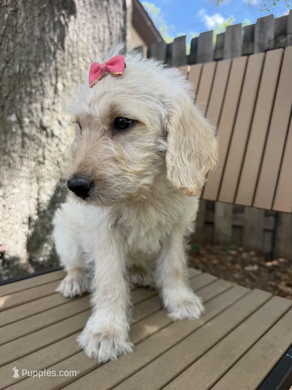 CKC Cream Female – Labradoodle puppy for sale in Savannah, GA
