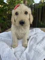 CKC Cream Female, a female Labradoodle for sale in Savannah, GA – Photo 2 of 9