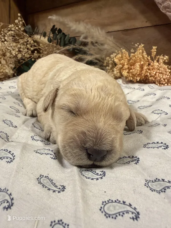 CKC Cream Female – Labradoodle puppy for sale in Savannah, GA