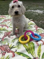 CKC Cream Female, a female Labradoodle for sale in Savannah, GA – 3 of 9