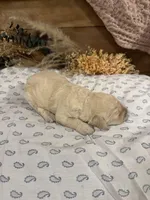 CKC Cream Female, a female Labradoodle for sale in Savannah, GA – Photo 2 of 2