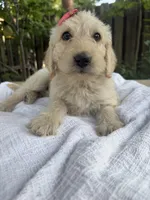 CKC Cream Female, a female Labradoodle for sale in Savannah, GA – Photo 1 of 9