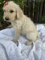 CKC Cream Female, a female Labradoodle for sale in Savannah, GA – Photo 3 of 9