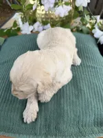 CKC Cream Female, a female Labradoodle for sale in Savannah, GA – Photo 7 of 9