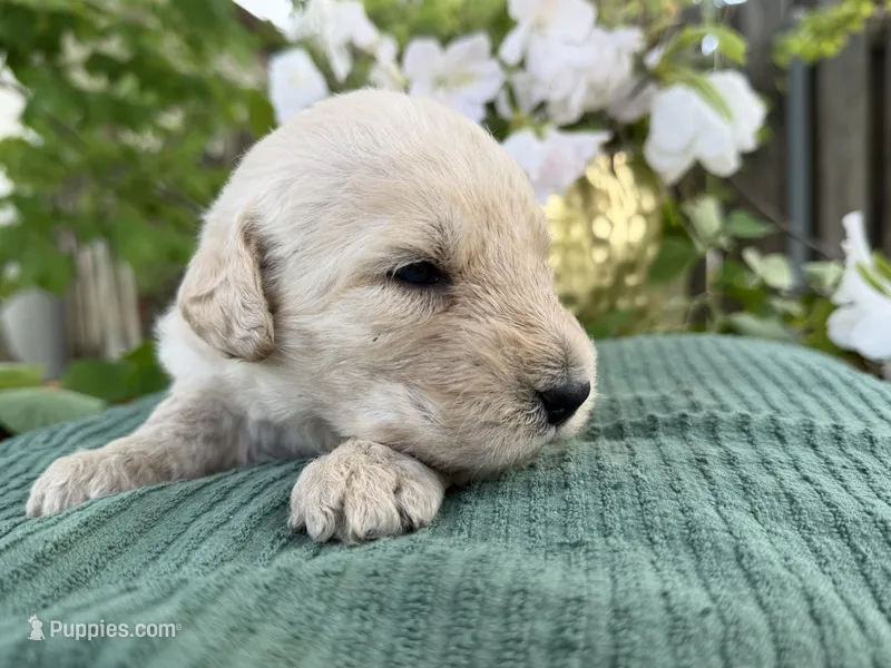 CKC Cream Female – Labradoodle puppy for sale in Savannah, GA