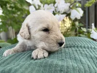 CKC Cream Female, a female Labradoodle for sale in Savannah, GA – Photo 5 of 9