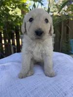 CKC Cream Female, a female Labradoodle for sale in Savannah, GA – Photo 4 of 9