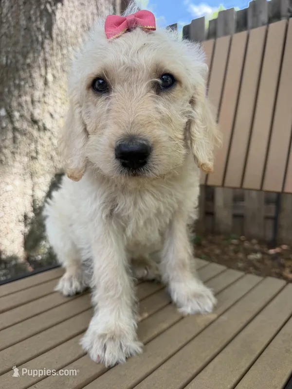 CKC Cream Female – Labradoodle puppy for sale in Savannah, GA