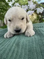 CKC Cream Female, a female Labradoodle for sale in Savannah, GA – Photo 6 of 9