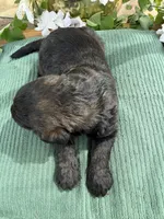 CKC Brown/Black Female1, a female Labradoodle for sale in Savannah, GA – Photo 2 of 5