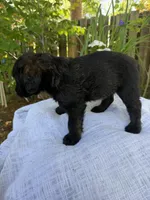 CKC Brown/Black Female1, a female Labradoodle for sale in Savannah, GA – Photo 5 of 10