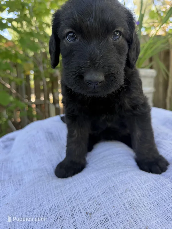CKC Brown/Black Female1 – Labradoodle puppy for sale in Savannah, GA