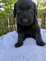 CKC Brown/Black Female1, a female Labradoodle for sale in Savannah, GA – Photo 1 of 10