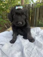 CKC Brown/Black Female1, a female Labradoodle for sale in Savannah, GA – Photo 2 of 10