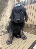 CKC Brown/Black Female1, a female Labradoodle for sale in Savannah, GA – 2 of 10
