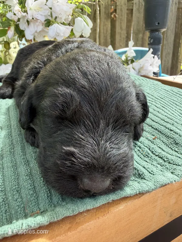 CKC Brown/Black Female1 – Labradoodle puppy for sale in Savannah, GA