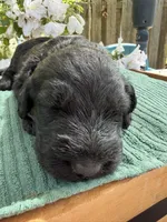 CKC Brown/Black Female1, a female Labradoodle for sale in Savannah, GA – Photo 1 of 5