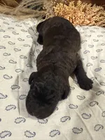 CKC Brown/Black Female1, a female Labradoodle for sale in Savannah, GA – Photo 2 of 3