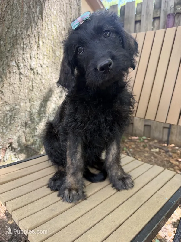 CKC Brown/Black Female1 – Labradoodle puppy for sale in Savannah, GA