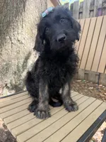 CKC Brown/Black Female1, a female Labradoodle for sale in Savannah, GA – 1 of 10