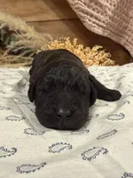 CKC Brown/Black Female1, a female Labradoodle for sale in Savannah, GA – Photo 1 of 3