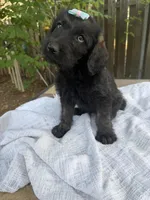 CKC Brown/Black Female1, a female Labradoodle for sale in Savannah, GA – Photo 4 of 10