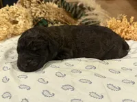 CKC Brown/Black Female1, a female Labradoodle for sale in Savannah, GA – Photo 3 of 3