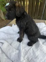 CKC Brown/Black Female1, a female Labradoodle for sale in Savannah, GA – Photo 3 of 10