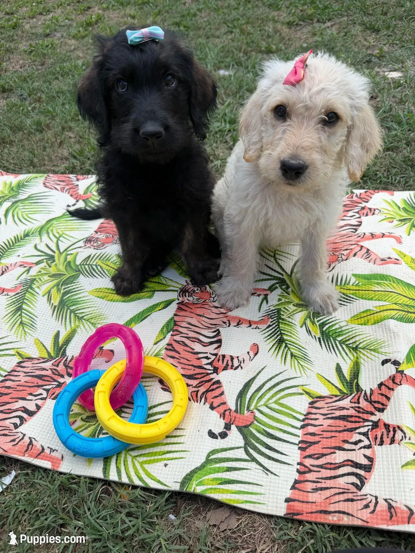 CKC Brown/Black Female1, a female Labradoodle for sale in Savannah, GA – 3 of 10