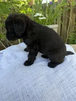 CKC Brown/Black Female 2, a female Labradoodle for sale in Savannah, GA – Photo 2 of 9