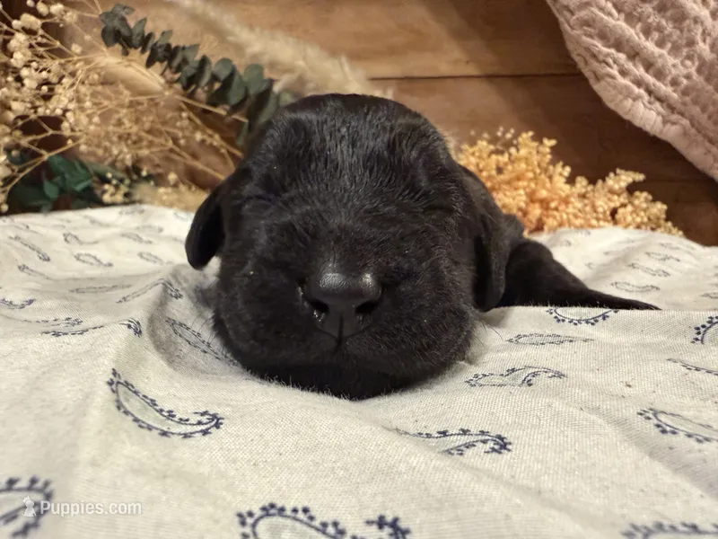 CKC Brown/Black Female 2 – Labradoodle puppy for sale in Savannah, GA