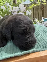 CKC Brown/Black Female 2, a female Labradoodle for sale in Savannah, GA – Photo 3 of 9