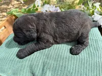 CKC Brown/Black Female 2, a female Labradoodle for sale in Savannah, GA – Photo 4 of 9