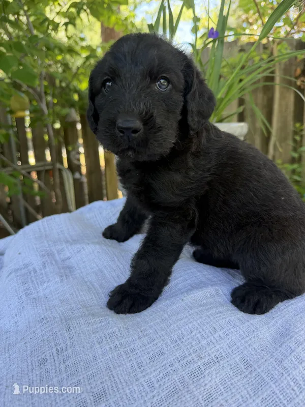 CKC Brown/Black Female 2 – Labradoodle puppy for sale in Savannah, GA