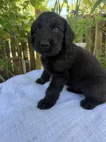 CKC Brown/Black Female 2, a female Labradoodle for sale in Savannah, GA – Photo 1 of 9