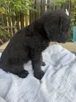 CKC Brown/Black Female 2, a female Labradoodle for sale in Savannah, GA – Photo 9 of 9