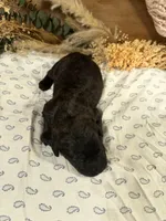 CKC Brown/Black Female 2, a female Labradoodle for sale in Savannah, GA – Photo 3 of 3