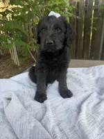 CKC Brown/Black Female 2, a female Labradoodle for sale in Savannah, GA – Photo 8 of 9