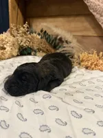 CKC Brown/Black Female 2, a female Labradoodle for sale in Savannah, GA – Photo 2 of 3